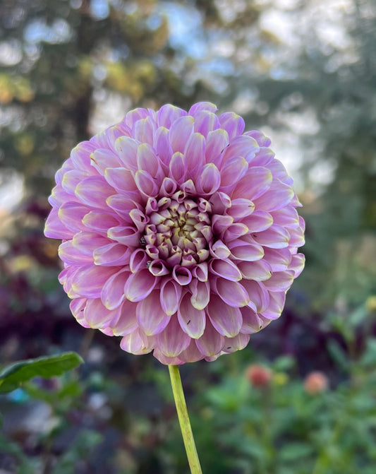 Florelie Oracle 🇦🇺 - Cutting