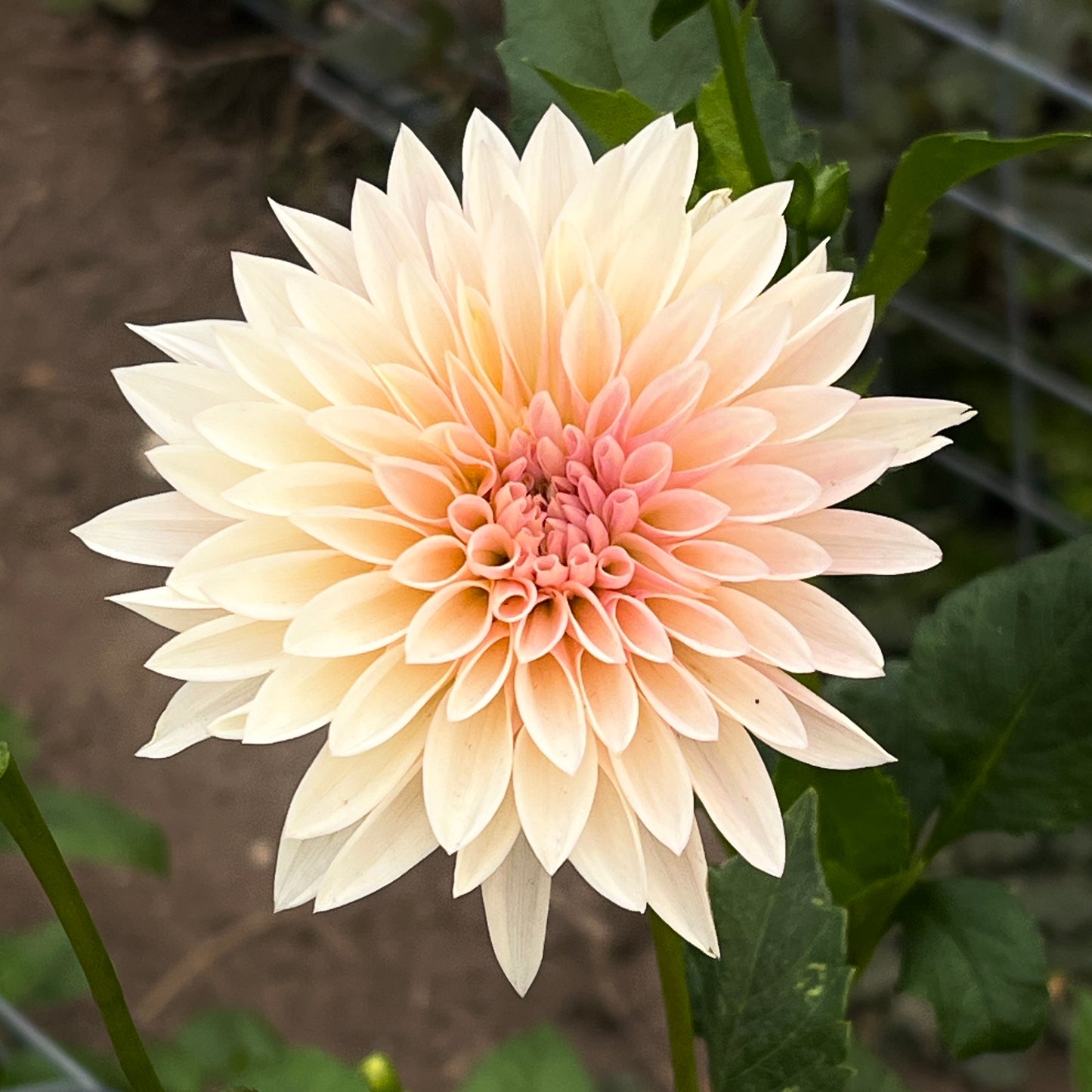 Jolene aka Cafe Mini