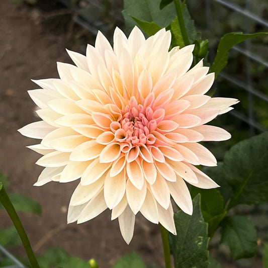 Jolene aka Cafe Mini