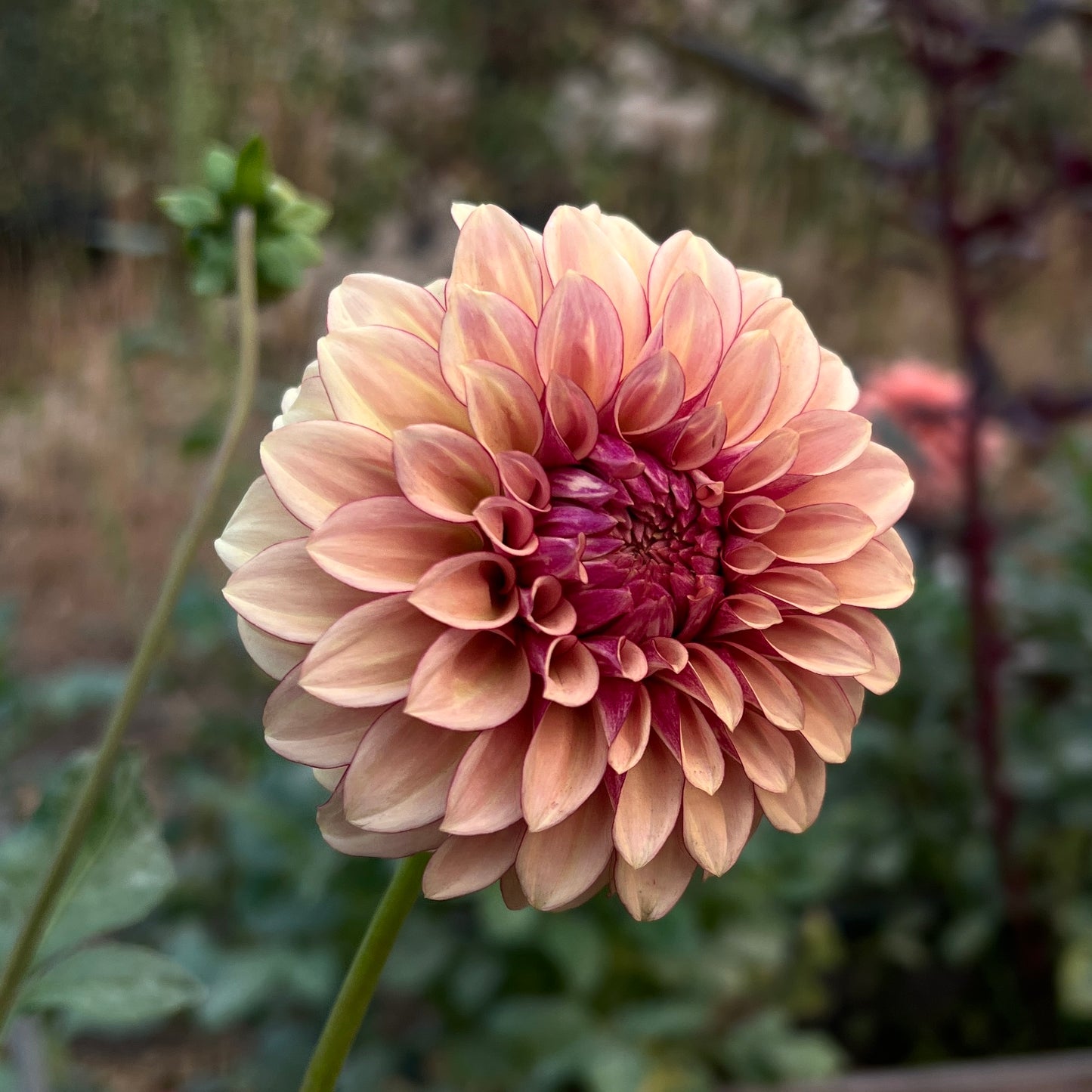 KA Creme Brulee - Cutting