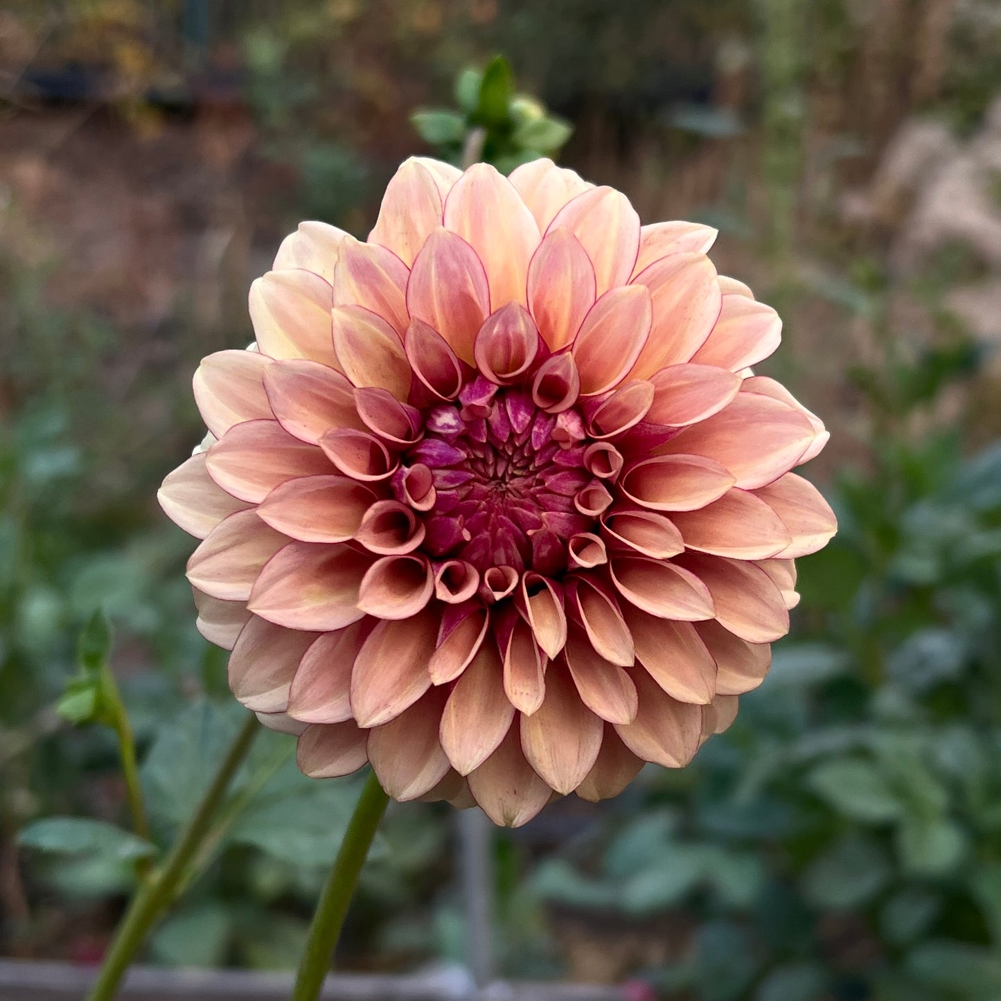 KA Creme Brulee - Cutting