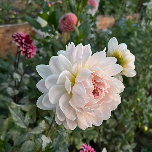 Kelgai Ann - Cutting