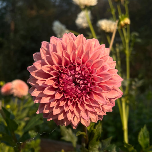 Lee's Swiss Miss - Cutting