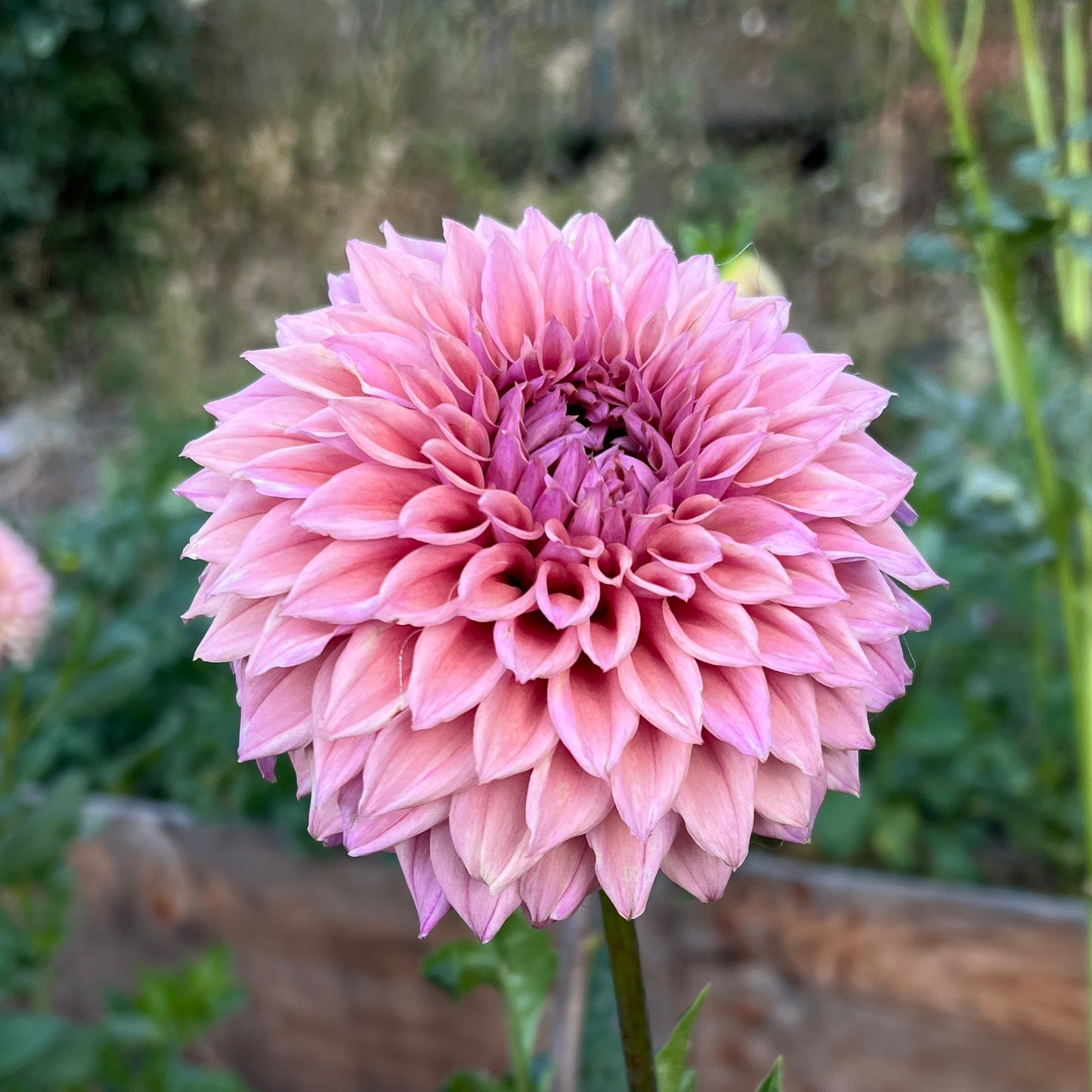 Lee's Swiss Miss - Cutting