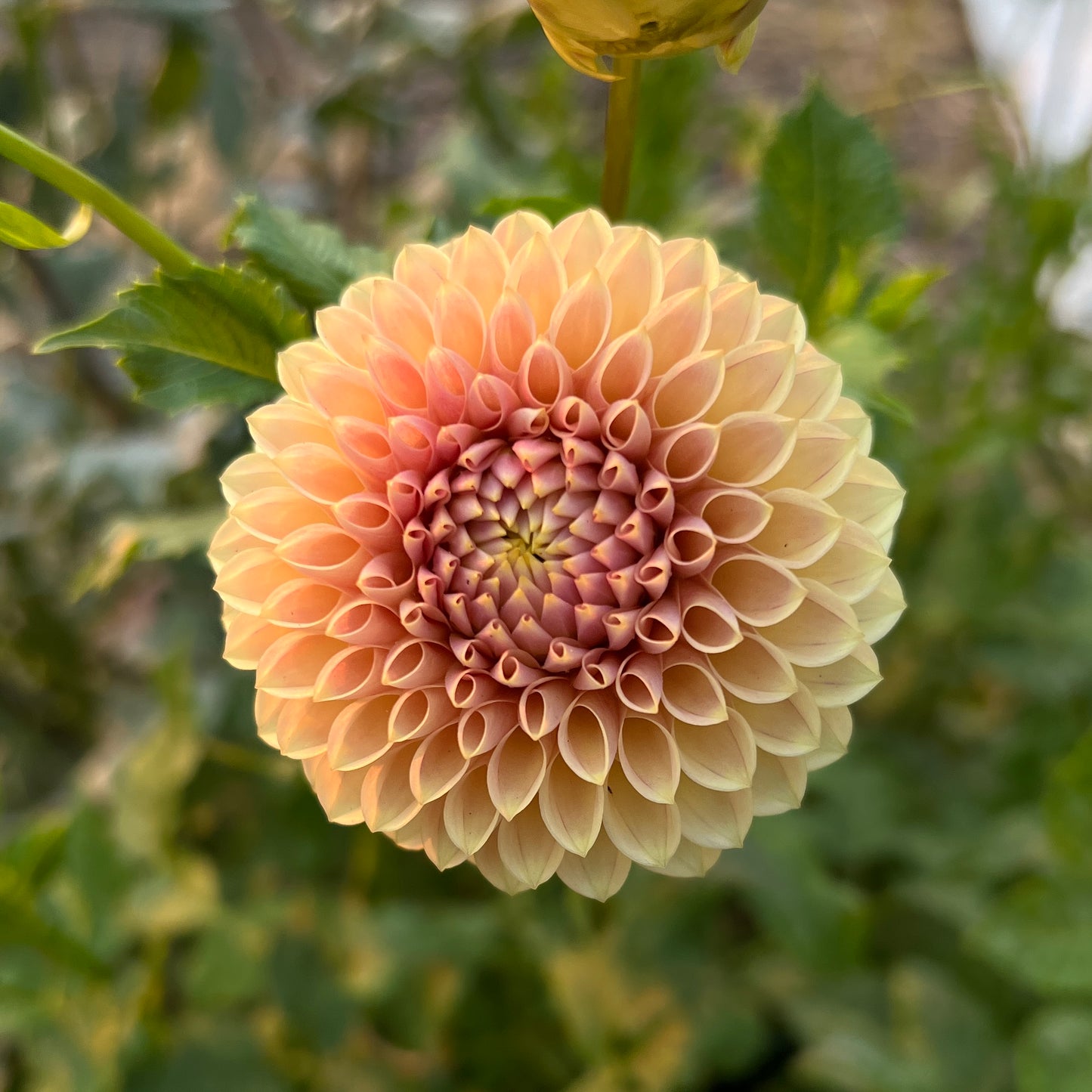 Levi's Sunfire - Cutting