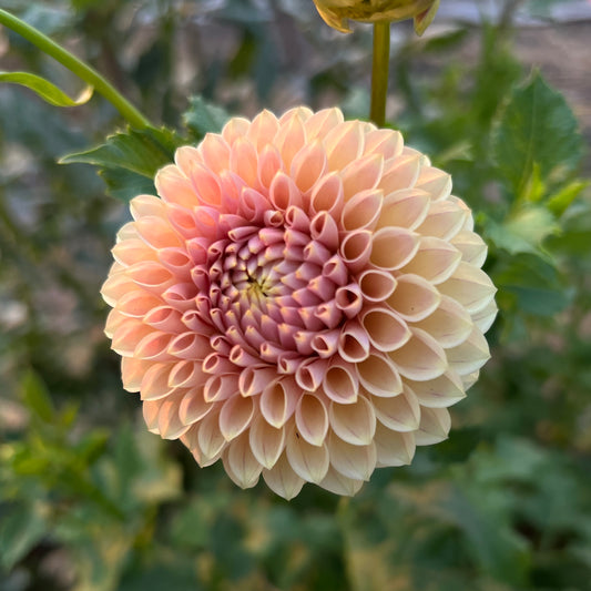 Levi's Sunfire - Cutting