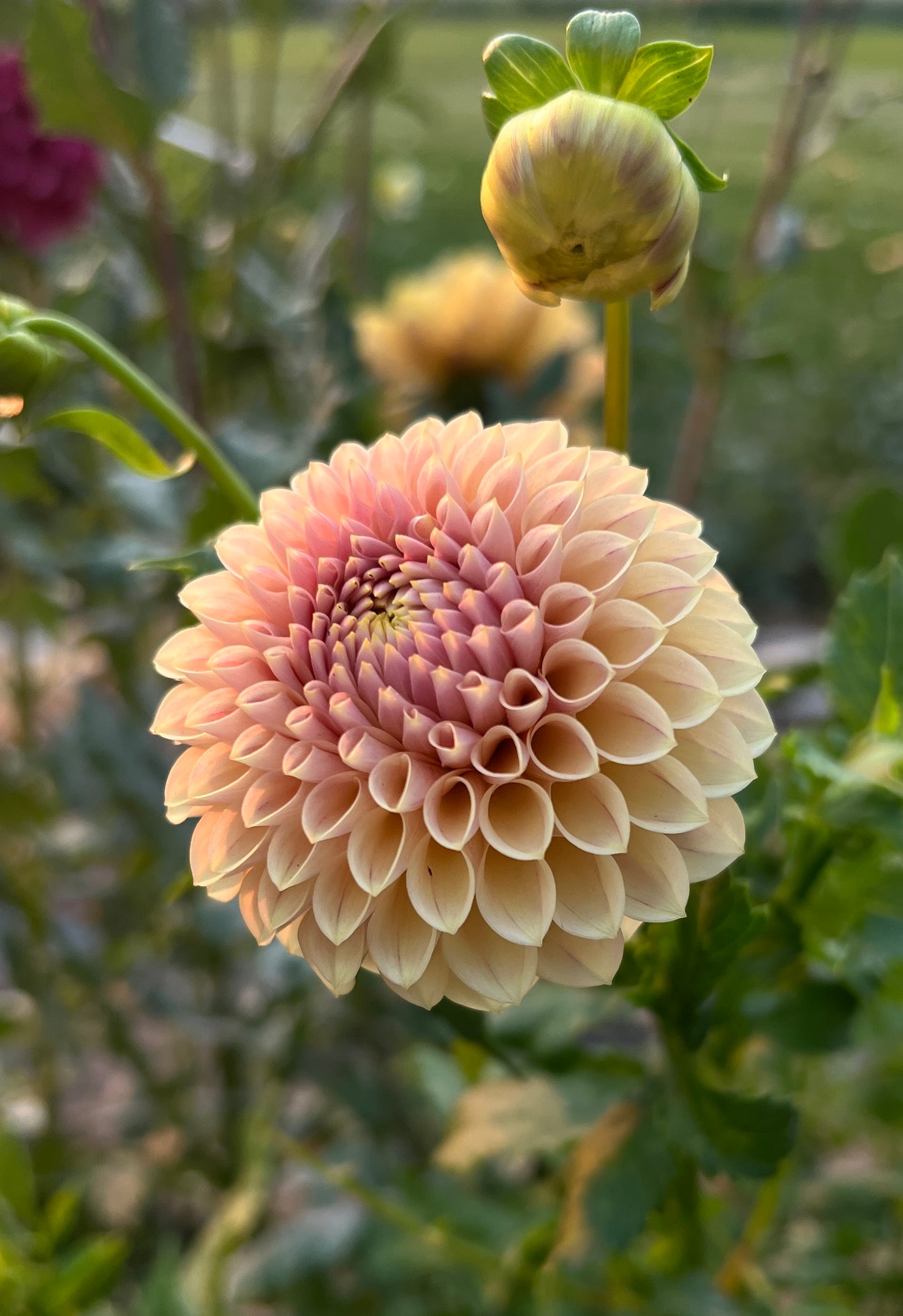 Levi's Sunfire - Cutting