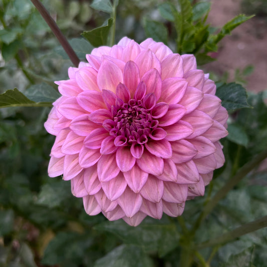 Levi's Bubblegum - Cutting