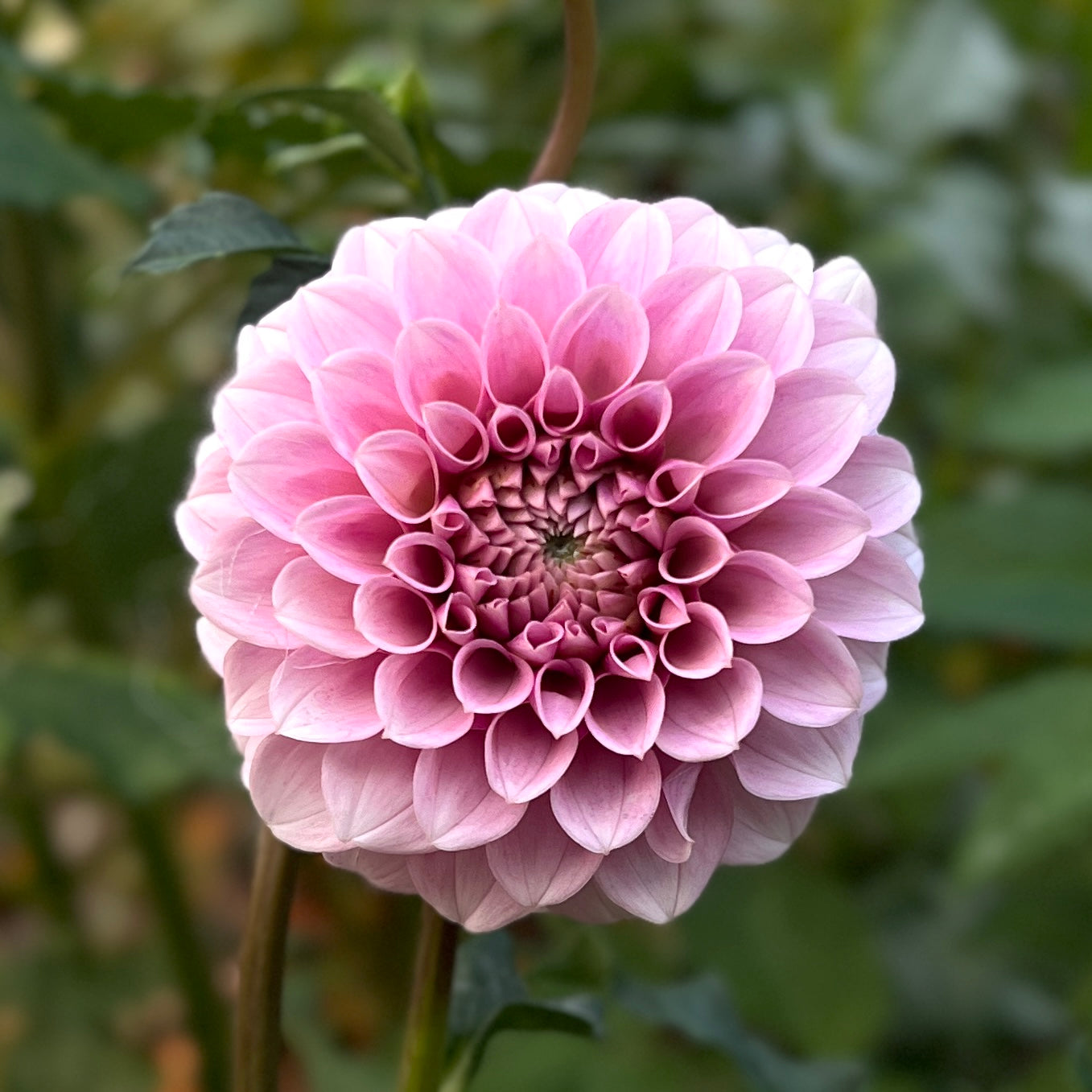 Levi's Confessor - Cutting