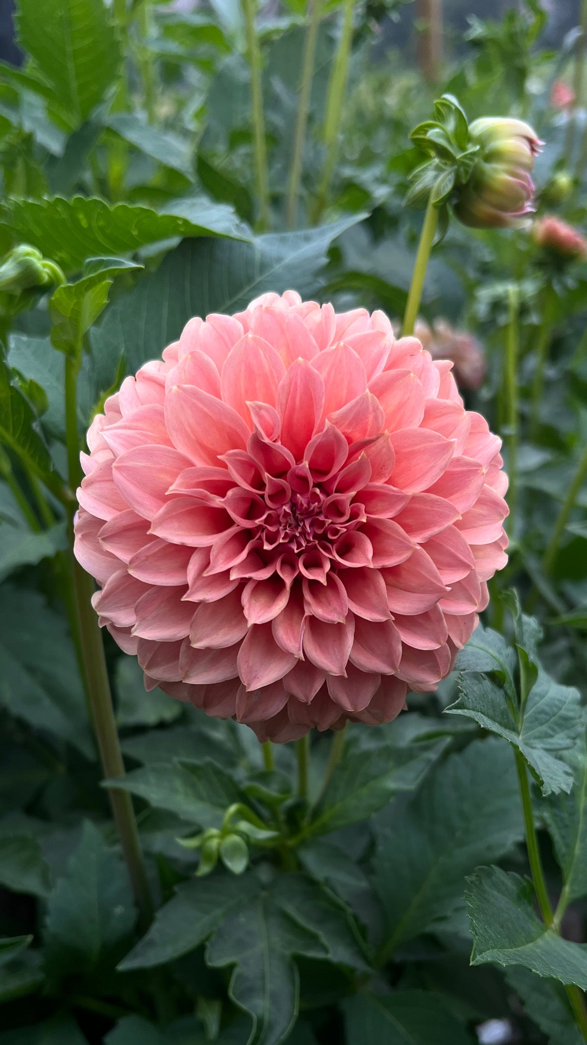 Peaches-n-Cream Sport (Sported to Solid Peach)