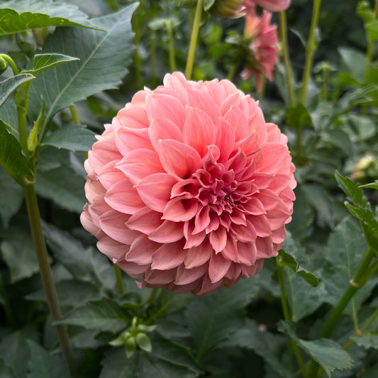 Peaches-n-Cream Sport (Sported to Solid Peach)