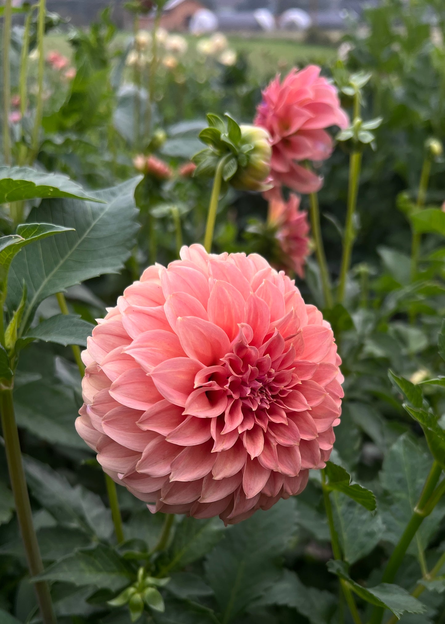 Peaches-n-Cream Sport (Sported to Solid Peach)