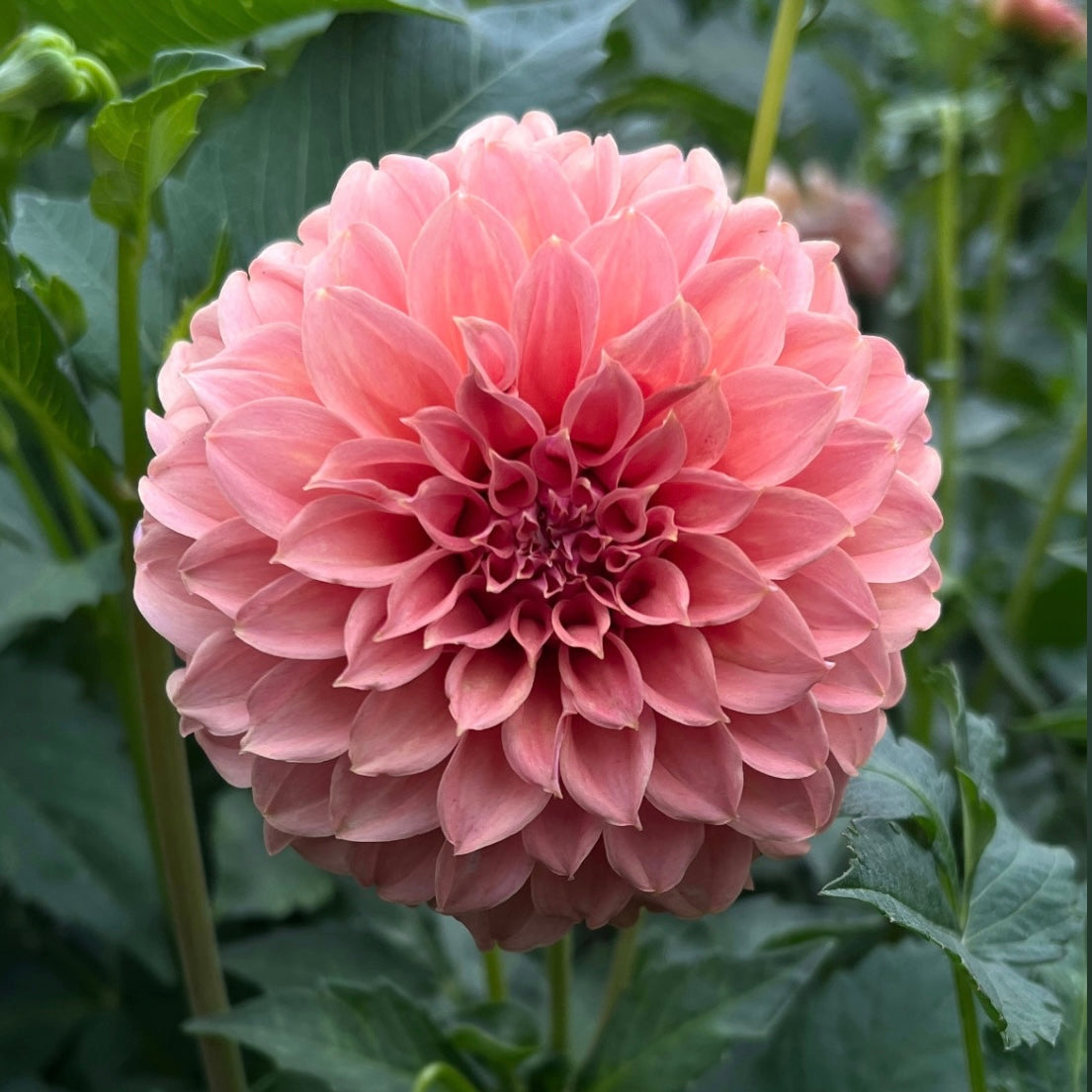 Peaches-n-Cream Sport (Sported to Solid Peach)