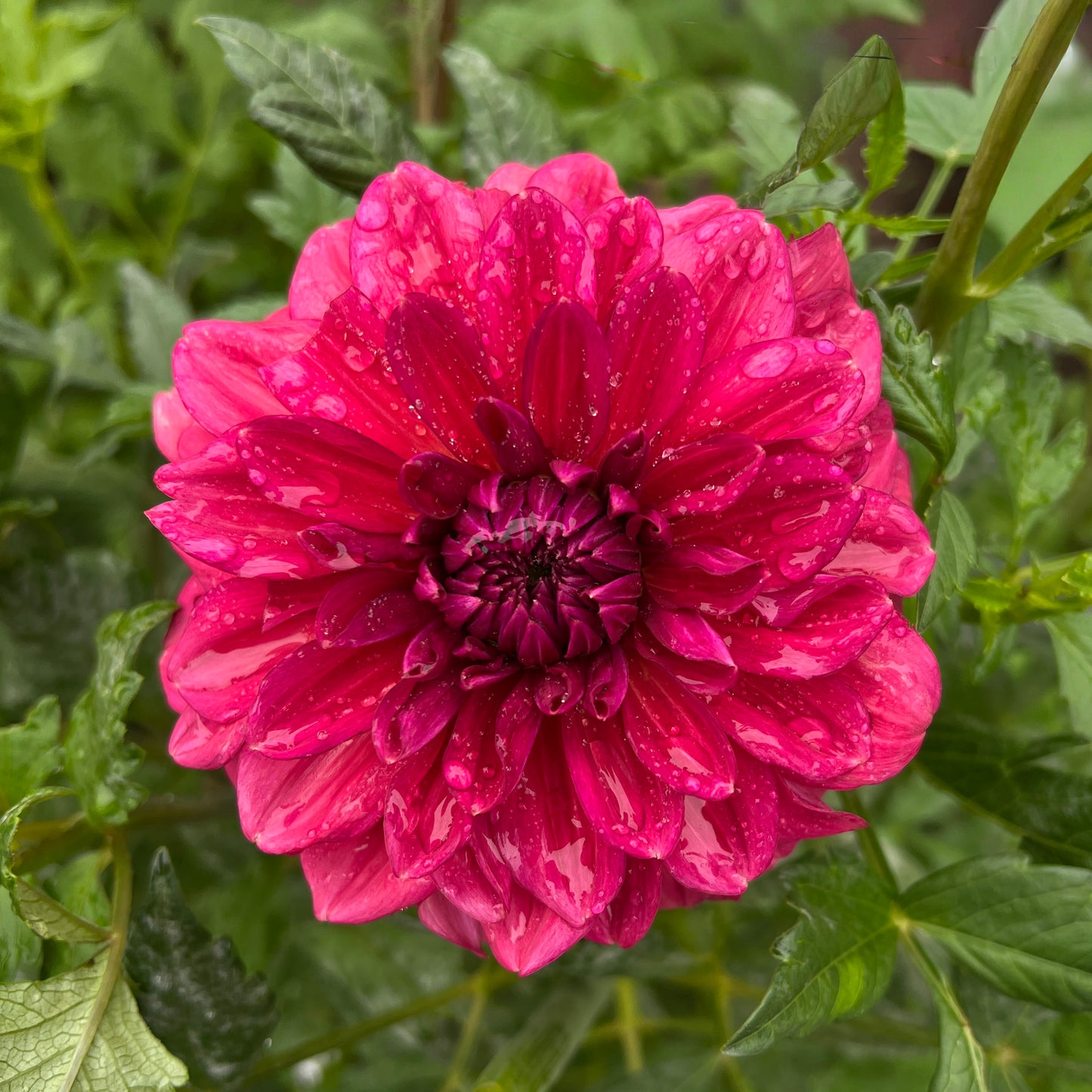 Perch Hill 🇬🇧 - Cutting