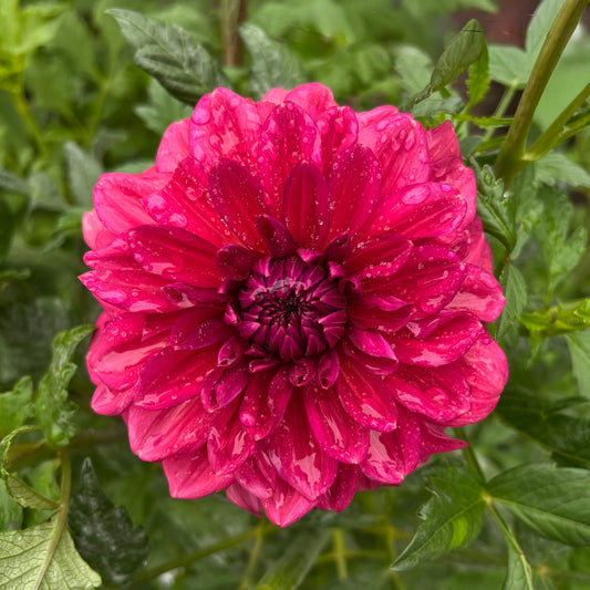 Perch Hill 🇬🇧 - Cutting