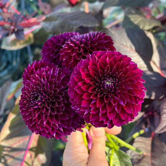 Saddlerock Tiny Giant