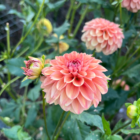 Sweet Sanne (Mislabel)