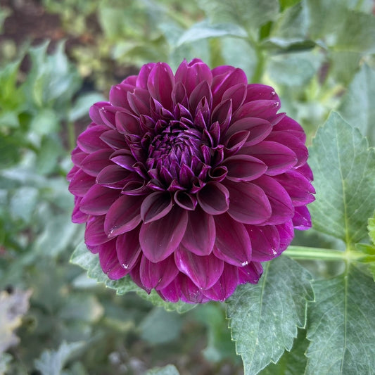 NO ID Purple (Possibly Diva)